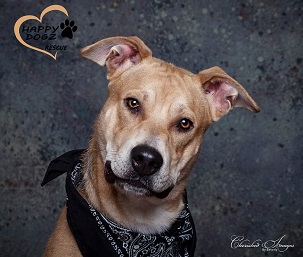 Happy Dogz Rescue Card Image