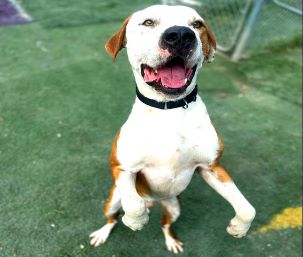 Happy Dogz Rescue Card Image